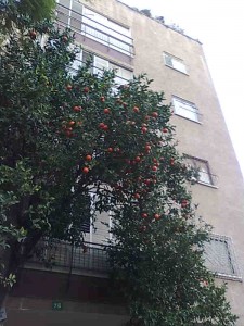 Апельсины под домом